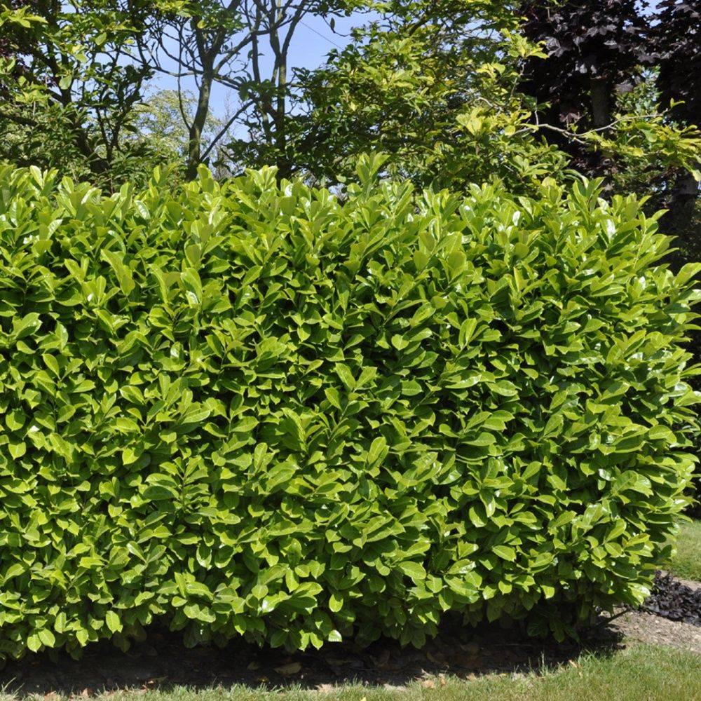Laurier-cerise 'Rotundifolia' - Image 4