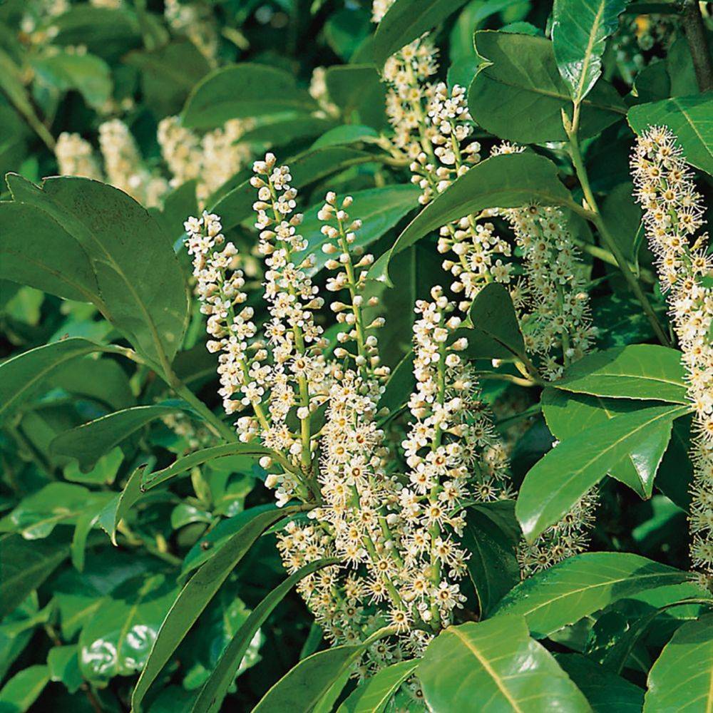 Laurier-cerise 'Rotundifolia' - Image 5