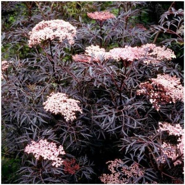 Sureau noir 'Black Lace'®