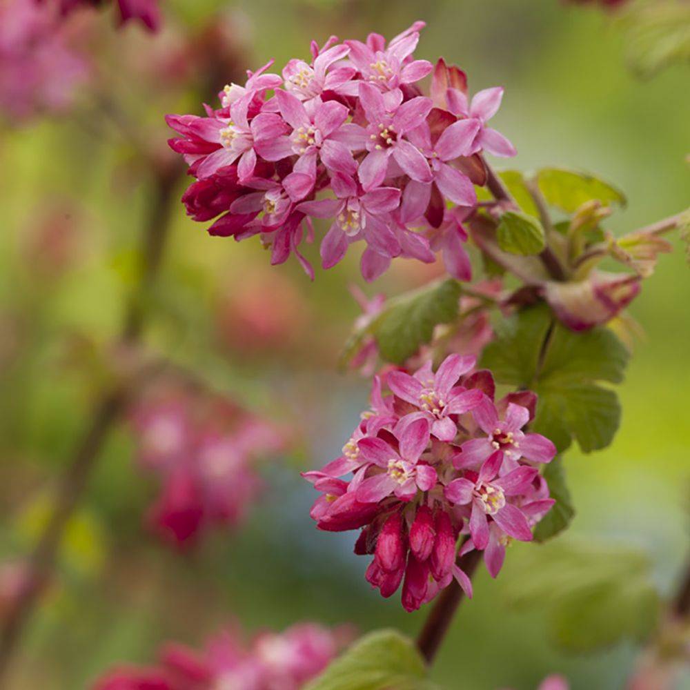 Groseillier à fleurs 'King edward VII' - Image 3