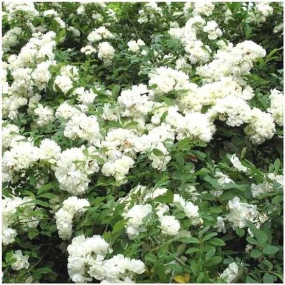 Rosier de Banks 'Alba Plena'