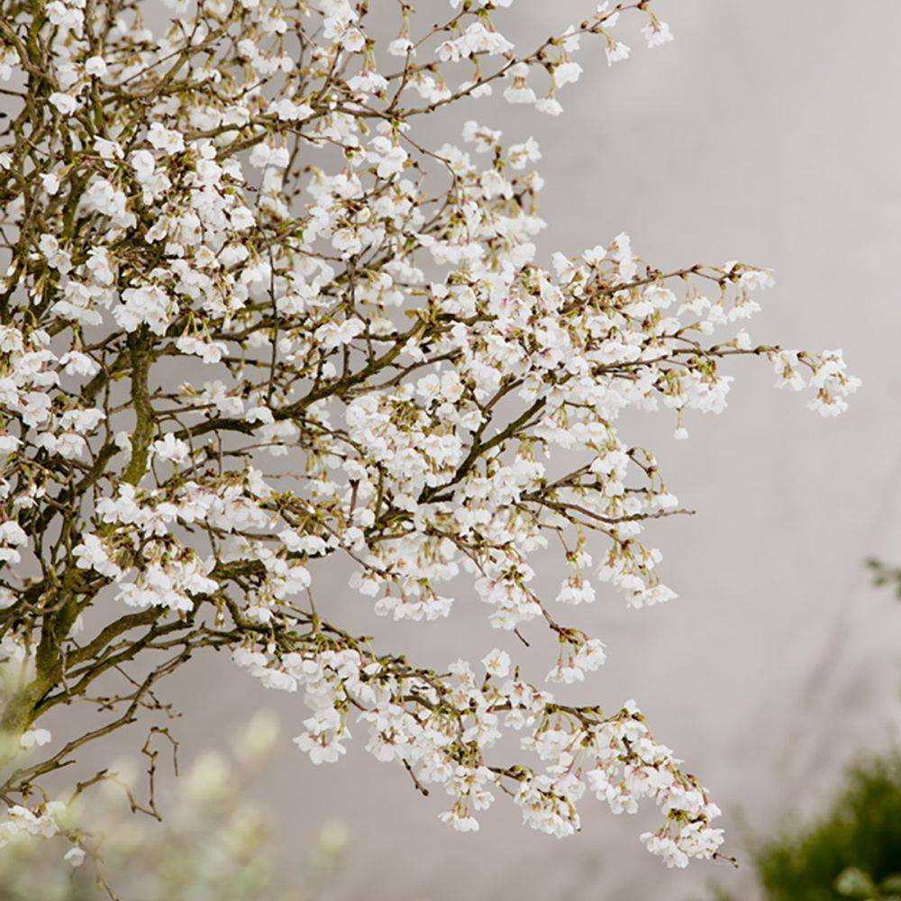 Cerisier à fleurs 'Kojo no Mai' - Cerisier du Japon nain - Image 2