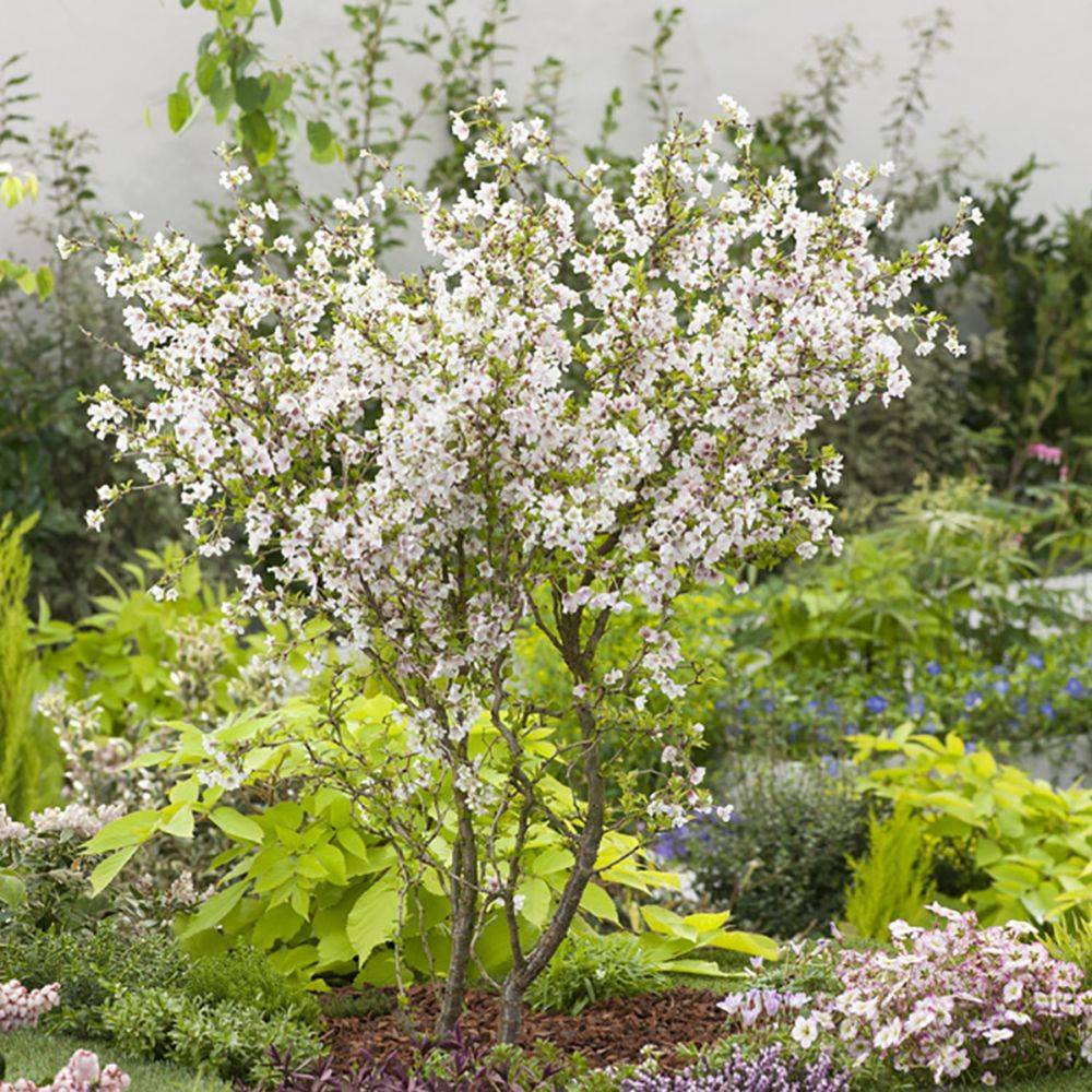 Cerisier à fleurs 'Kojo no Mai' - Cerisier du Japon nain - Image 5