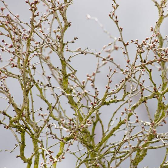 Cerisier à fleurs 'Kojo no Mai' - Cerisier du Japon nain - Image 6