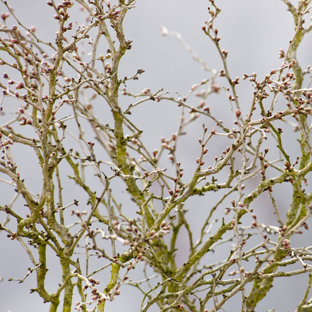 Cerisier à fleurs 'Kojo no Mai' - Cerisier du Japon nain - Image 6