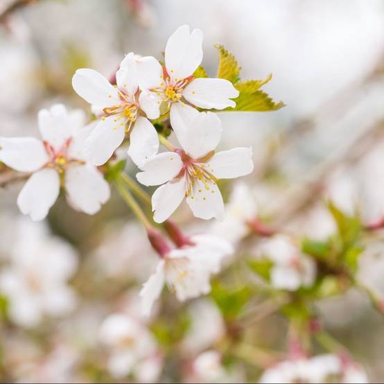 Cerisier à fleurs 'Kojo no Mai' - Cerisier du Japon nain - Image 4