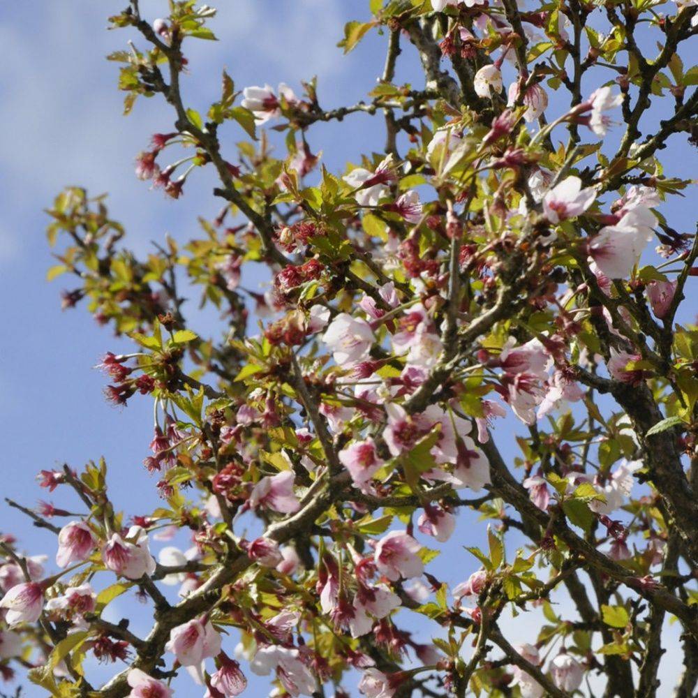 Cerisier à fleurs 'Kojo no Mai' - Cerisier du Japon nain - Image 1