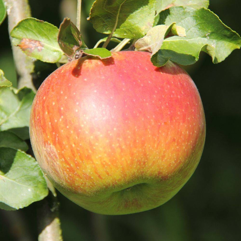 Pommier 'Reine des Reinettes' : taille en palmette U - Image 1