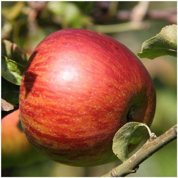 Pommier 'Reine des Reinettes' : taille en palmette U - Image 2