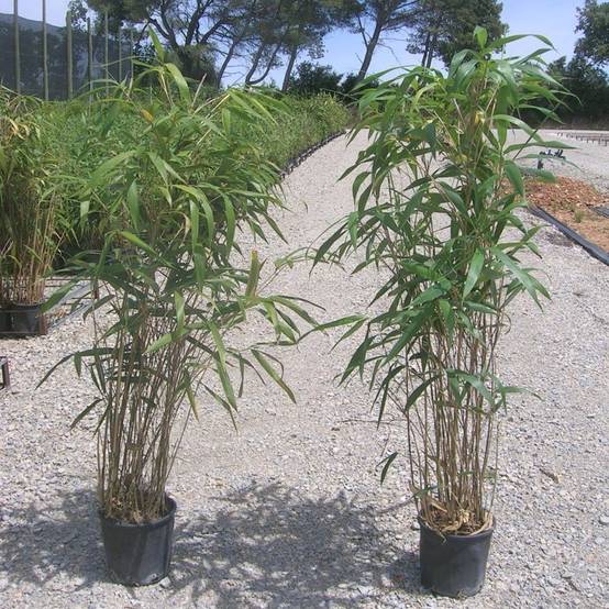 Bambou moyen : Pseudosasa japonica - Image 2