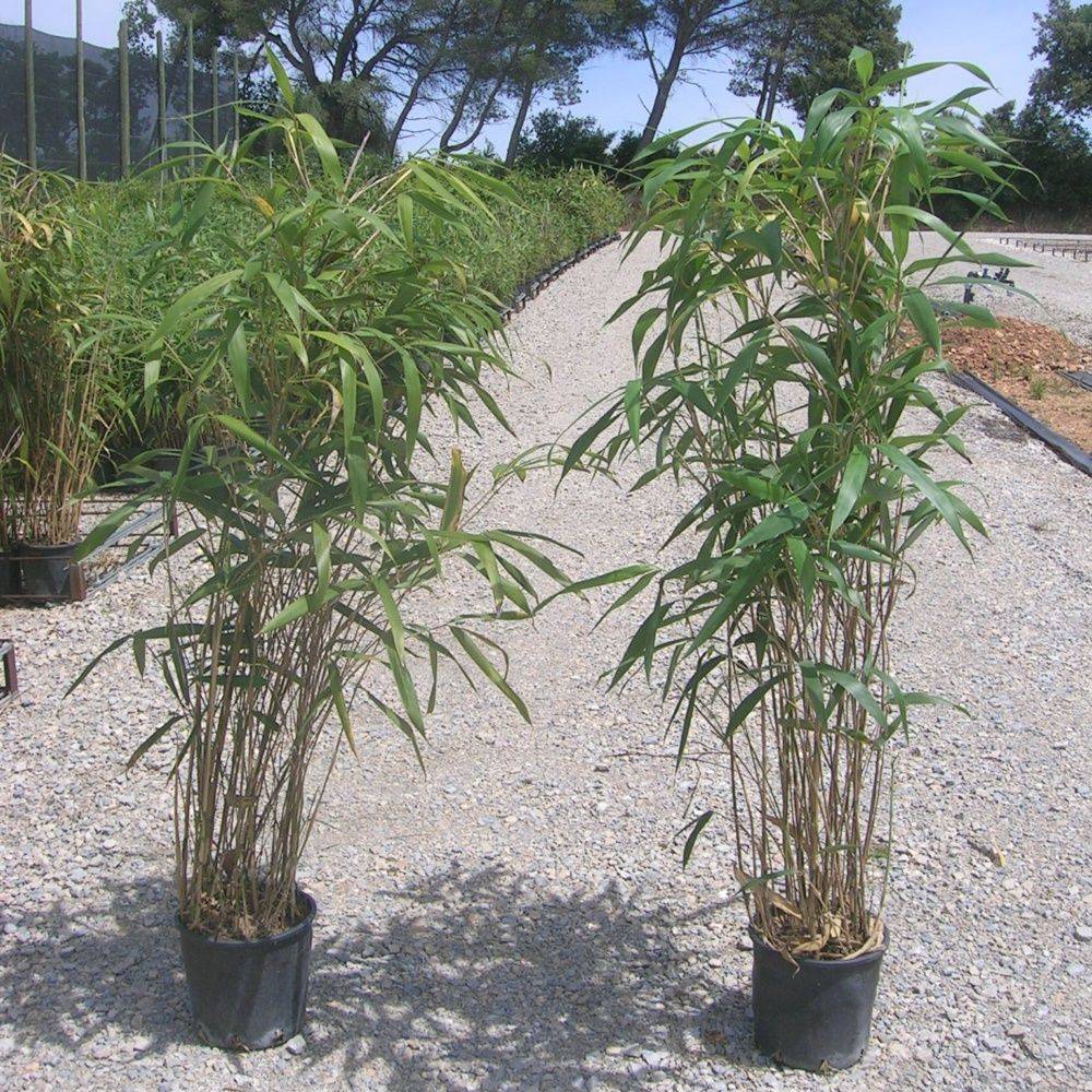Bambou moyen : Pseudosasa japonica - Image 2