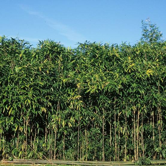 Bambou moyen : Pseudosasa japonica - Image 1