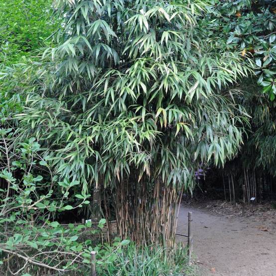 Bambou moyen : Pseudosasa japonica - Image 3