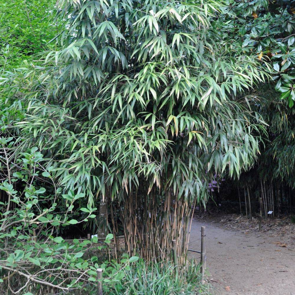 Bambou moyen : Pseudosasa japonica - Image 3