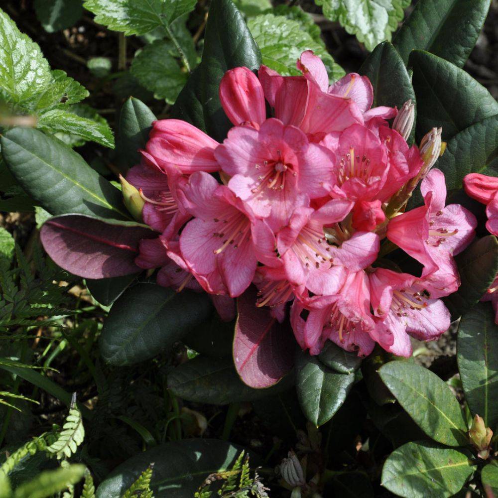 Rhododendron x Wine and Roses - Image 3