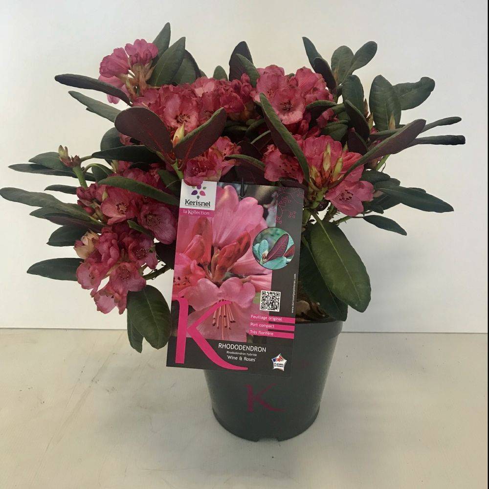 Rhododendron x Wine and Roses - Image 1