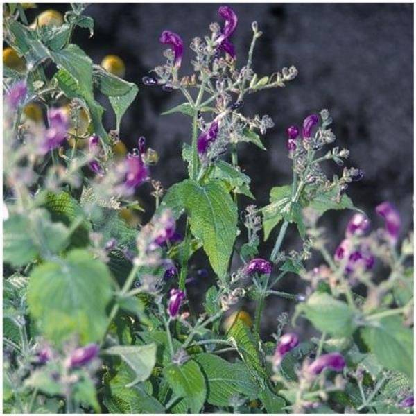 Strobilanthes 'Brunetthy'