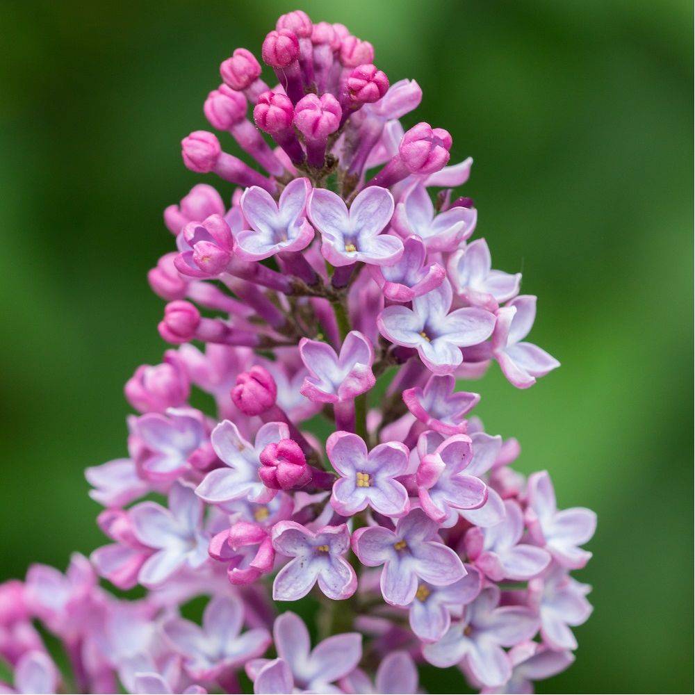 Lilas commun 'Amethyst'