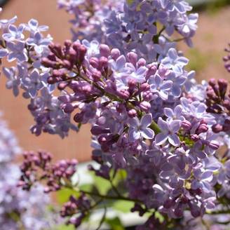 Lilas commun 'Prince Wolkonsky'