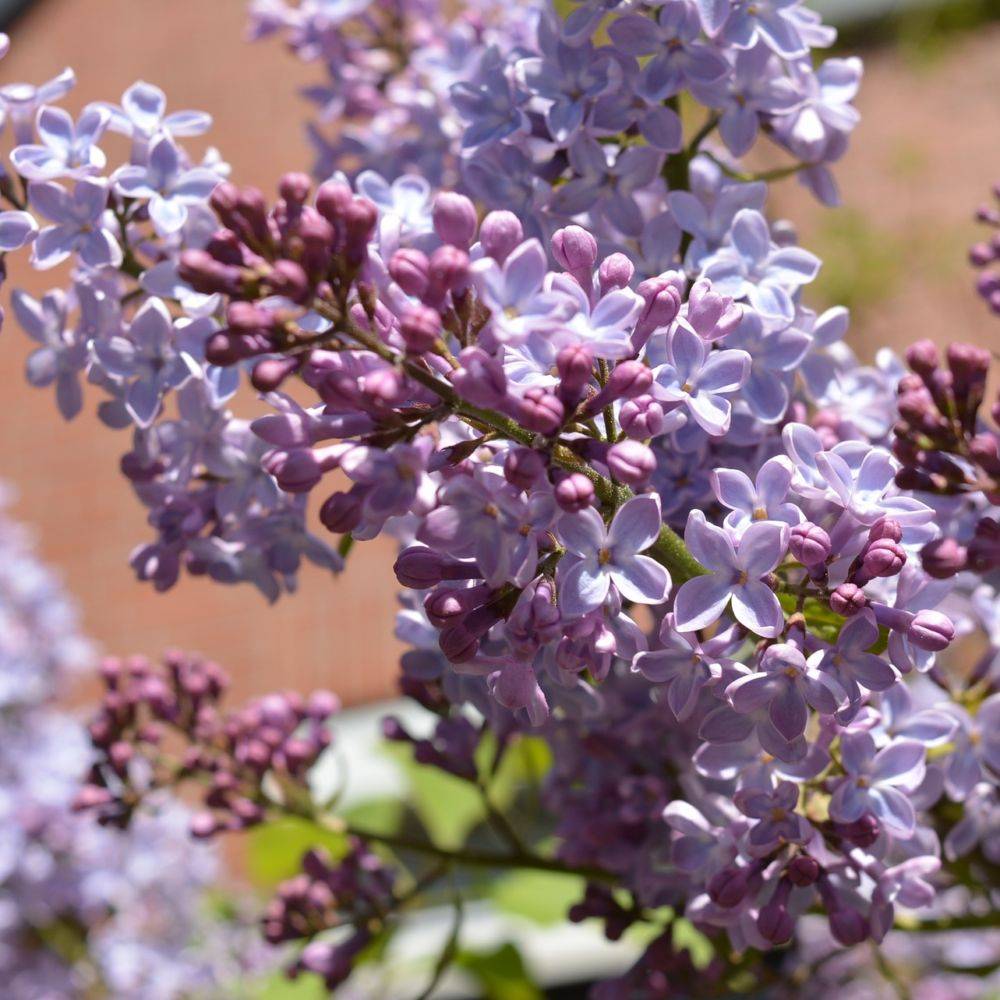 Lilas commun 'Prince Wolkonsky' - Image 1