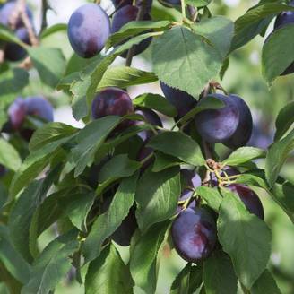 Prunier de balcon 'Plum Me' - Fruit Me®