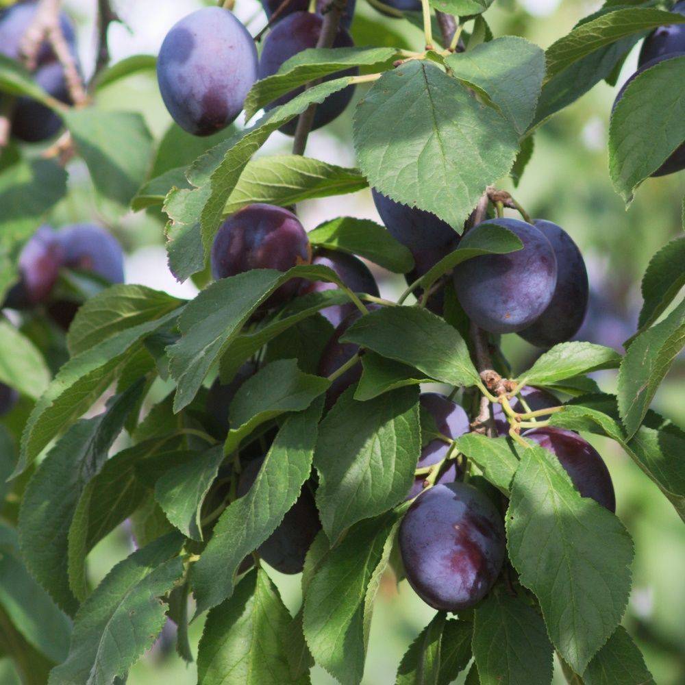 Prunier de balcon 'Plum Me' - Fruit Me® - Image 1