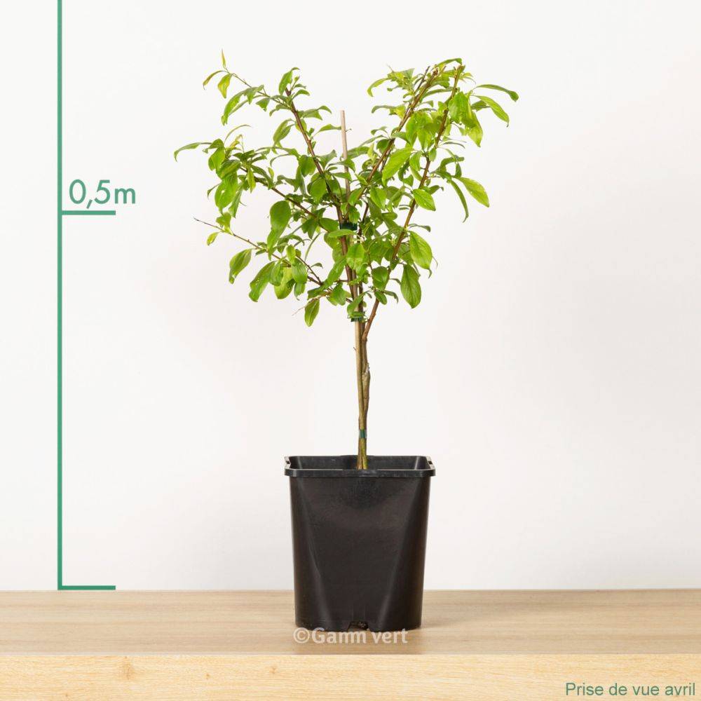 Prunier de balcon 'Plum Me' - Fruit Me® - Image 2