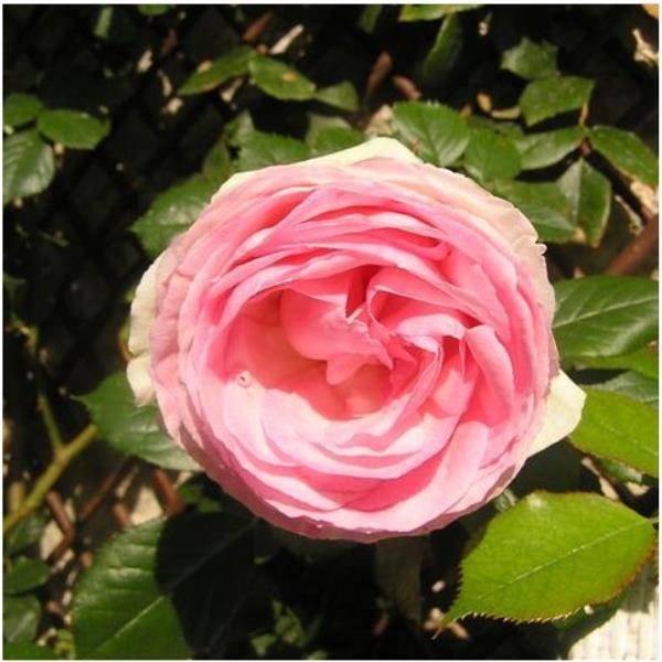 Rosier grimpant 'Pierre de Ronsard®' - Image 6
