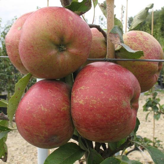 Pommier 'Melrose' : taille en gobelet, en pot - Image 4