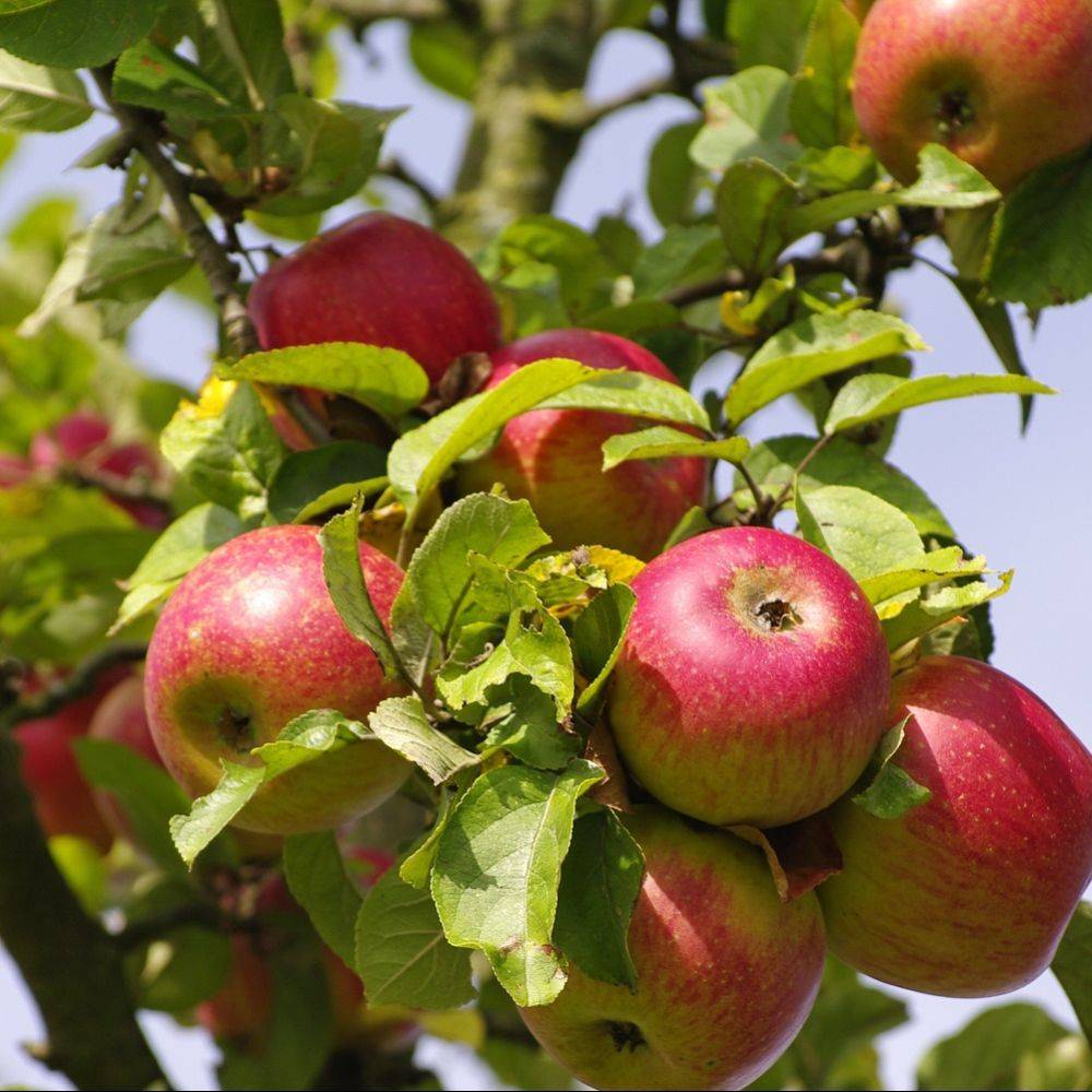 Pommier 'Melrose' : taille en gobelet, en pot - Image 1