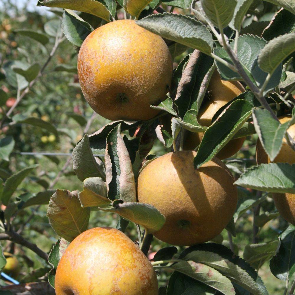 Pommier 'Reinette grise du Canada' - Image 3