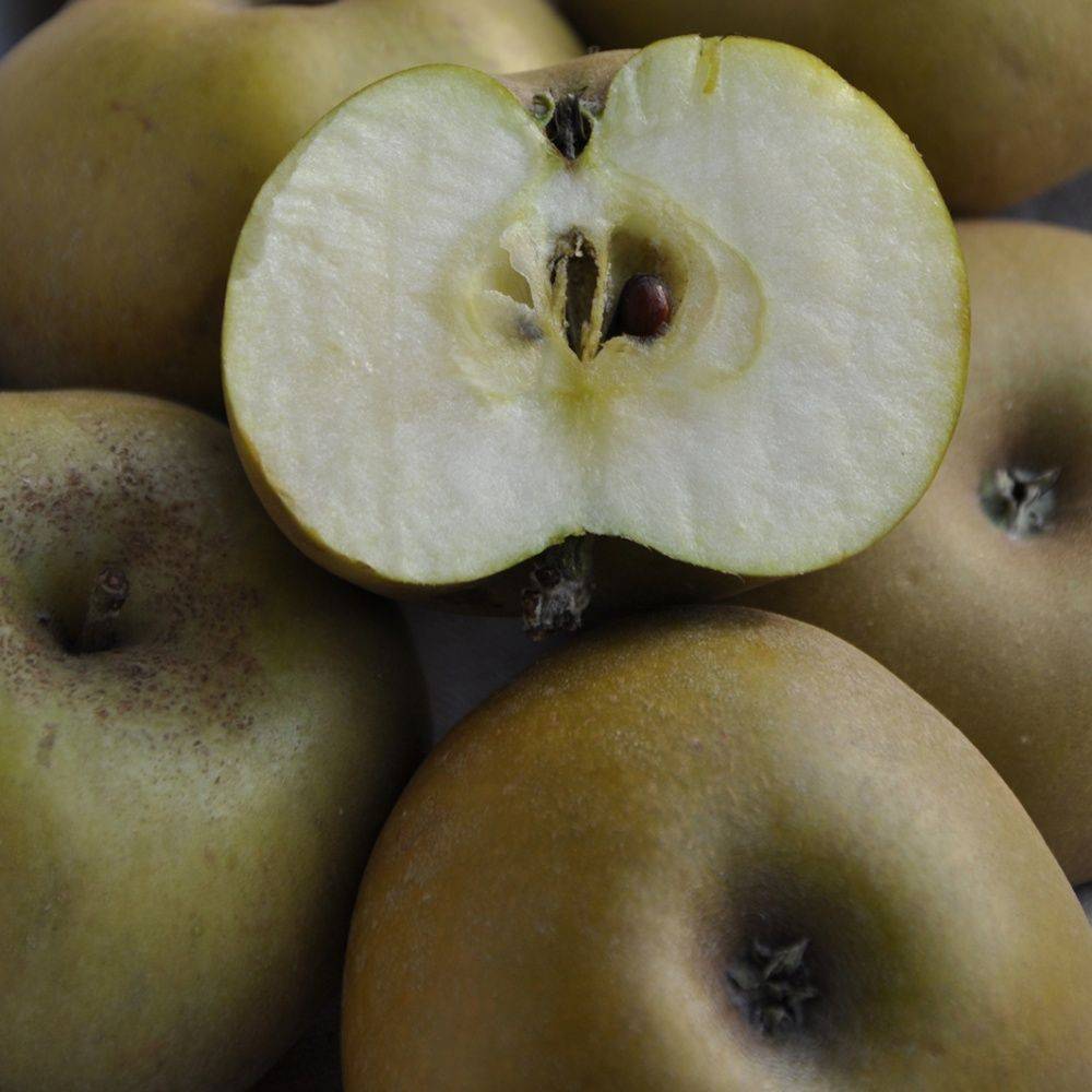 Pommier 'Reinette grise du Canada' - Image 2