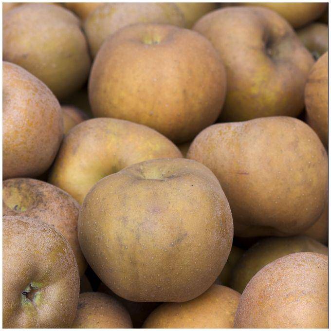 Pommier 'Reinette grise du Canada' - Image 1