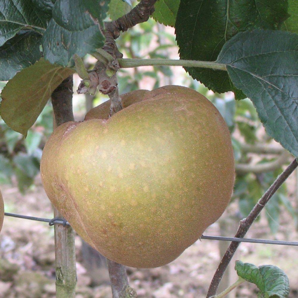 Pommier 'Reinette grise du Canada' - Image 4
