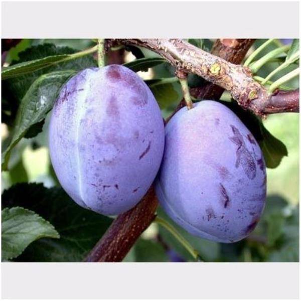 Prunier 'd'Ente' (Pruneau d'Agen) : taille en quenouille, en pot - Image 3