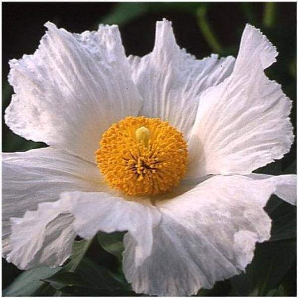Romneya coulteri - Image 2