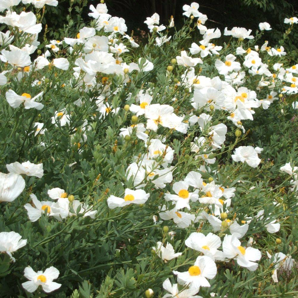 Romneya coulteri - Image 3