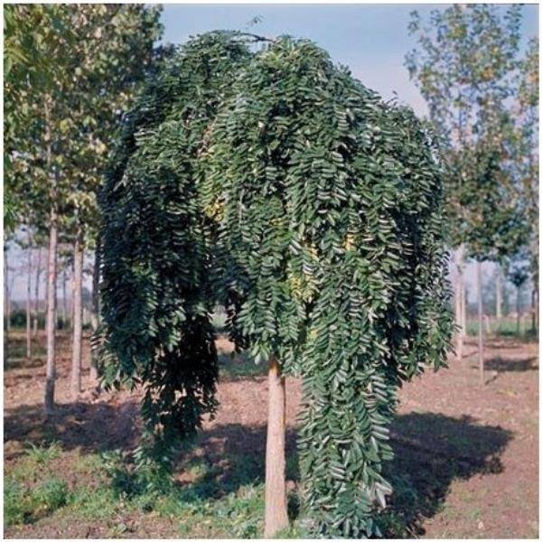 Sophora pleureur