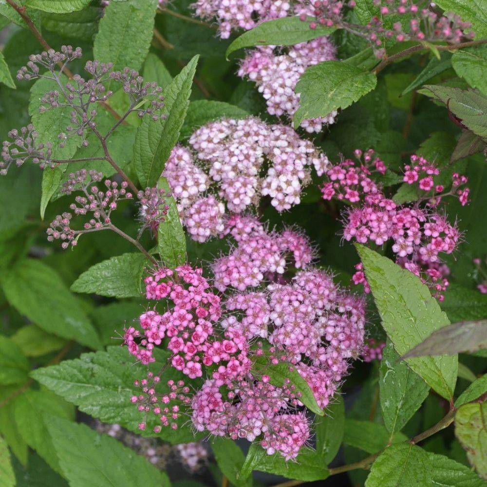 Spirée du Japon 'Magnum rose'