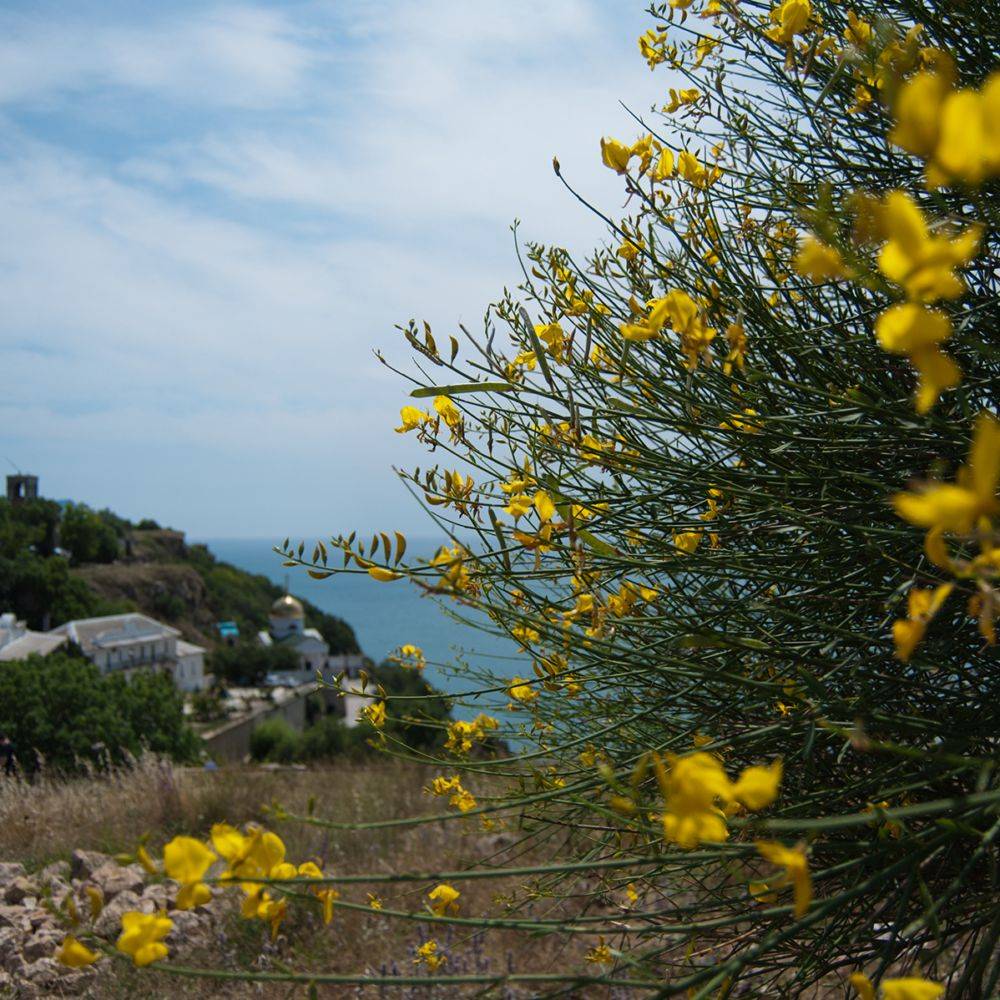 Genêt d'Espagne - Spartium Junceum - Image 3