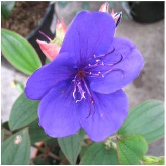 Tibouchina