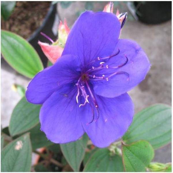 Tibouchina