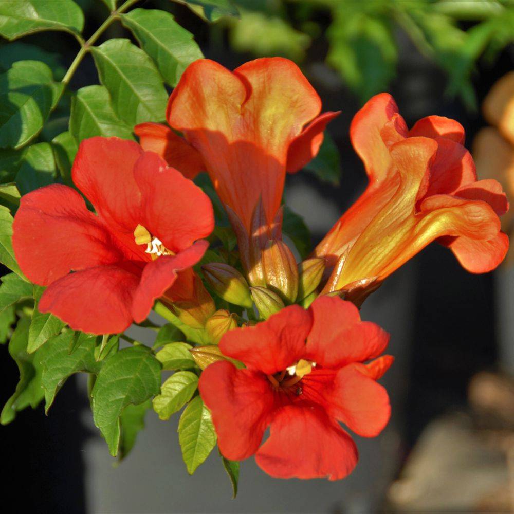 Bignone  Summer Jazz Fire® - Campsis