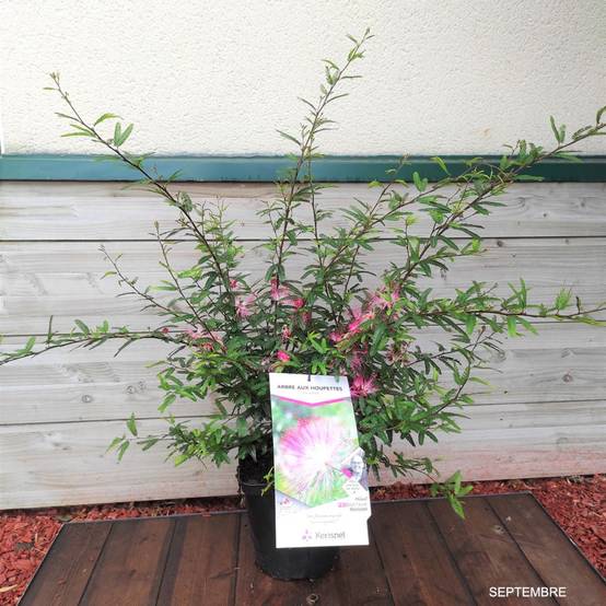 Calliandra Dixie Pink - Image 1