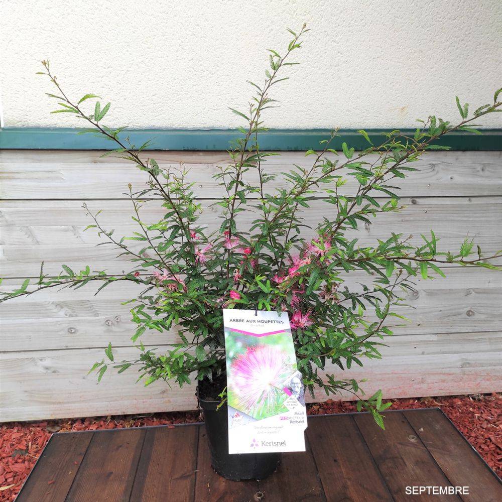 Calliandra Dixie Pink