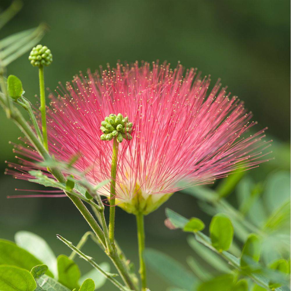 Calliandra Dixie Pink - Image 2