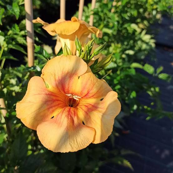 Bignone Summer Jazz Gold® - Campsis - Image 2
