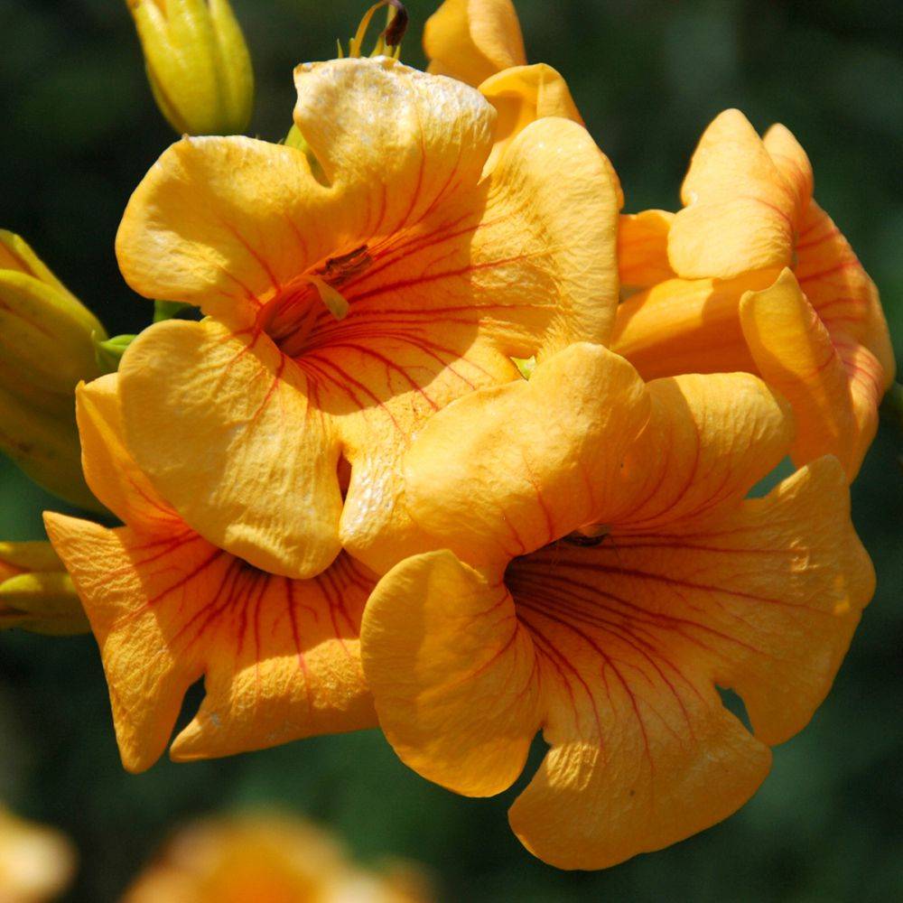 Bignone  Summer Jazz Gold® - Campsis