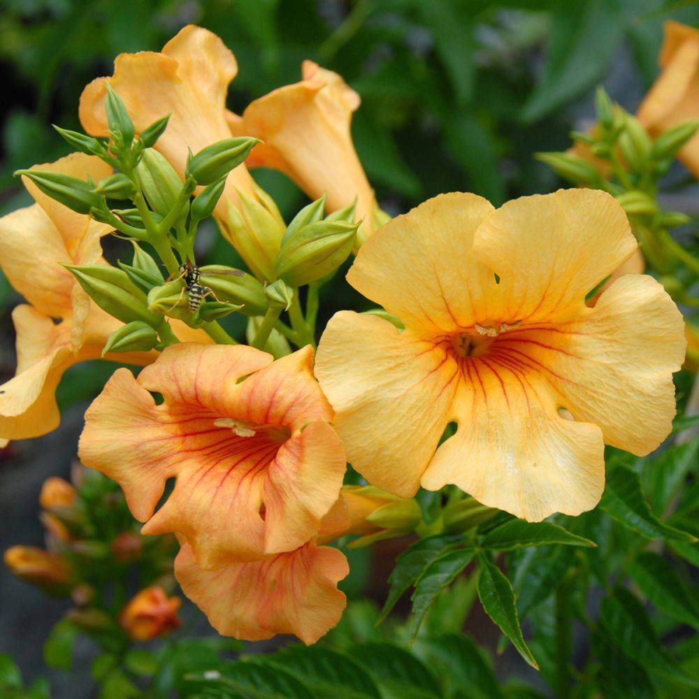 Bignone  Summer Jazz Gold® - Campsis - Image 3