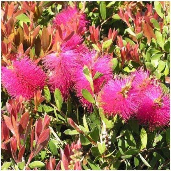 Callistemon 'Hot pink' - Image 2